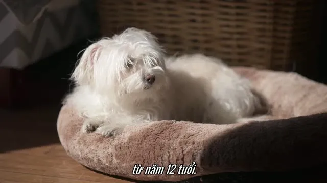 Xem phim Tình Yêu Trên Phổ Tự Kỷ (Phần 2) Vietsub HD tại TVHay Xem phim Tình Yêu Trên Phổ Tự Kỷ (Phần 2) Vietsub HD tại TVHay