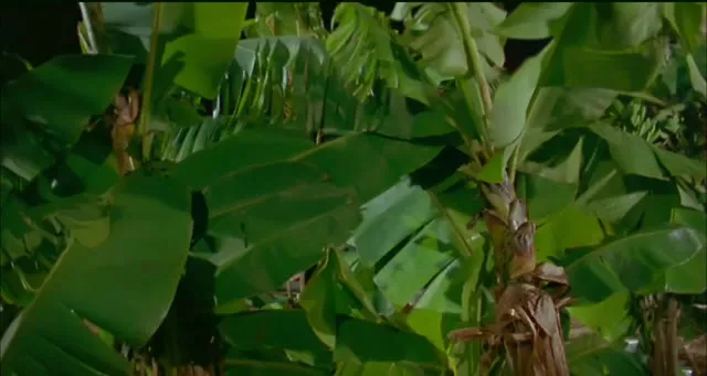 Xem phim Cương Thi Tiên Sinh 5: Cương Thi Đấu Ma Cà Rồng Vietsub + Thuyết Minh HD tại TVHay Xem phim Cương Thi Tiên Sinh 5: Cương Thi Đấu Ma Cà Rồng Vietsub + Thuyết Minh HD tại TVHay