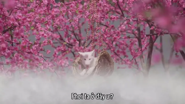 Tiểu Bạch Hồ Truy Phu 2022 Vietsub HD - TVHay Tiểu Bạch Hồ Truy Phu 2022 Vietsub HD - TVHay