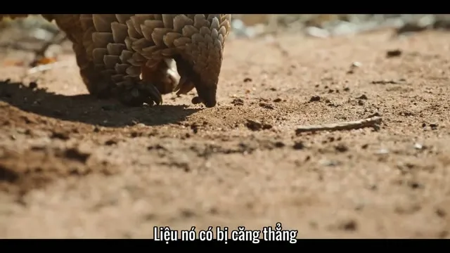 Loài Tê Tê: Hành Trình Của Kulu 2025 Vietsub HD - TVHay Loài Tê Tê: Hành Trình Của Kulu 2025 Vietsub HD - TVHay