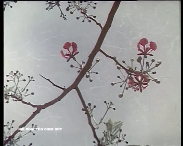 Nơi Bình Yên Chim Hót 1986 Vietsub HD - TVHay Nơi Bình Yên Chim Hót 1986 Vietsub HD - TVHay