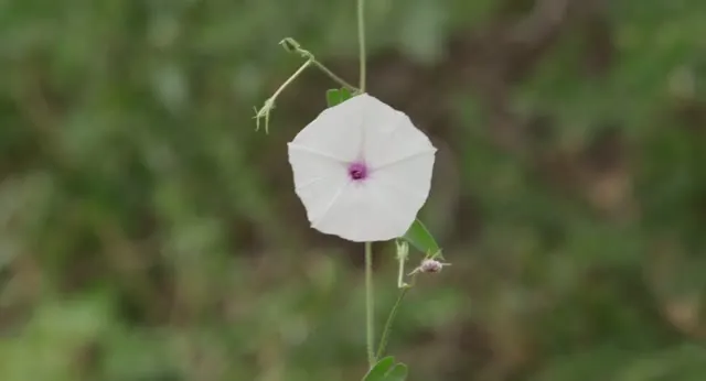 Xem phim Nữ Hoàng Voi Vietsub HD tại TVHay Xem phim Nữ Hoàng Voi Vietsub HD tại TVHay