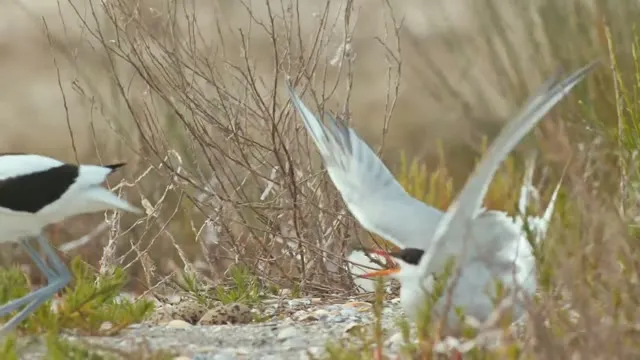 Xem phim Thiên Nhiên Hoang Dã Venice Thuyết Minh HD tại TVHay Xem phim Thiên Nhiên Hoang Dã Venice Thuyết Minh HD tại TVHay