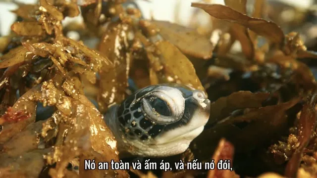 Xem phim Cuộc Phiêu Lưu Của Rùa Vietsub HD tại TVHay Xem phim Cuộc Phiêu Lưu Của Rùa Vietsub HD tại TVHay