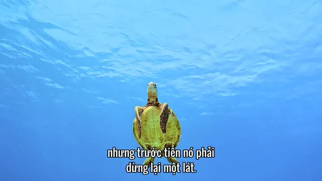 Cuộc Phiêu Lưu Của Rùa 2018 Vietsub HD - TVHay Cuộc Phiêu Lưu Của Rùa 2018 Vietsub HD - TVHay