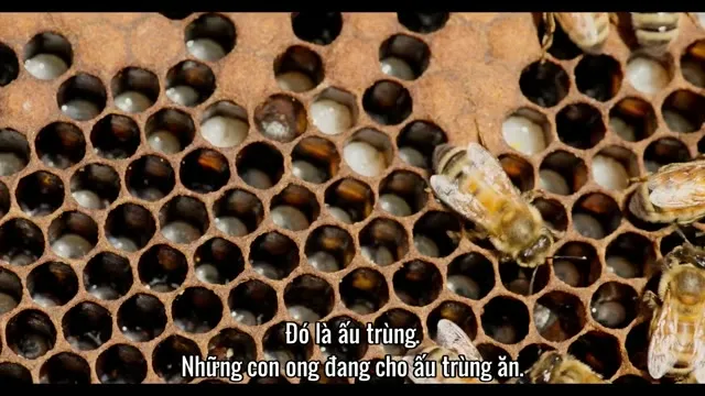 Mục Ruỗng (Phần 1) 2018 Vietsub HD - TVHay Mục Ruỗng (Phần 1) 2018 Vietsub HD - TVHay
