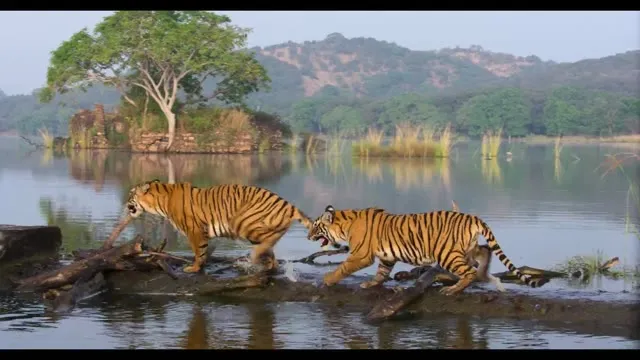Hình ảnh Tiger tập 1 trên TVHay Hình ảnh Tiger tập 1 trên TVHay