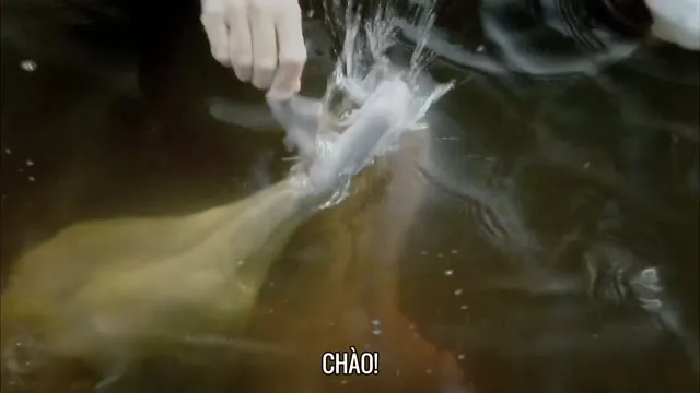 Thủy Quái (Phần 1) 2009 Vietsub HD - TVHay Thủy Quái (Phần 1) 2009 Vietsub HD - TVHay