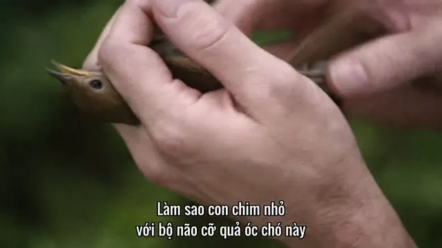 Xem phim Kết nói: Khoa học ẩn sau vạn vật Vietsub HD tại TVHay Xem phim Kết nói: Khoa học ẩn sau vạn vật Vietsub HD tại TVHay