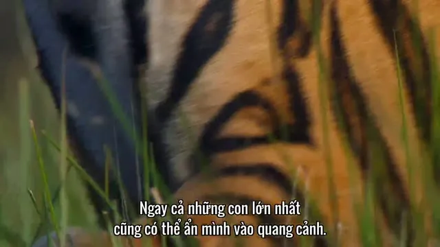Xem phim Động Vật (Phần 1) Vietsub HD tại TVHay Xem phim Động Vật (Phần 1) Vietsub HD tại TVHay