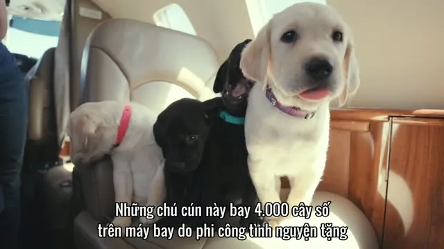 Xem phim Những chú chó nghĩ gì Vietsub HD tại TVHay Xem phim Những chú chó nghĩ gì Vietsub HD tại TVHay