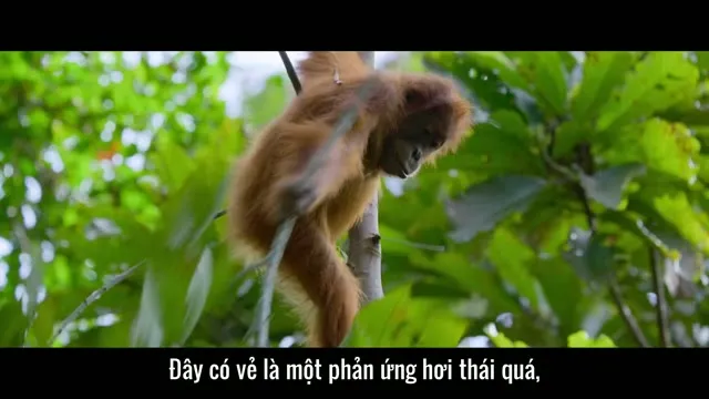 Xem phim Cuộc sống bí mật của đười ươi Vietsub HD tại TVHay Xem phim Cuộc sống bí mật của đười ươi Vietsub HD tại TVHay