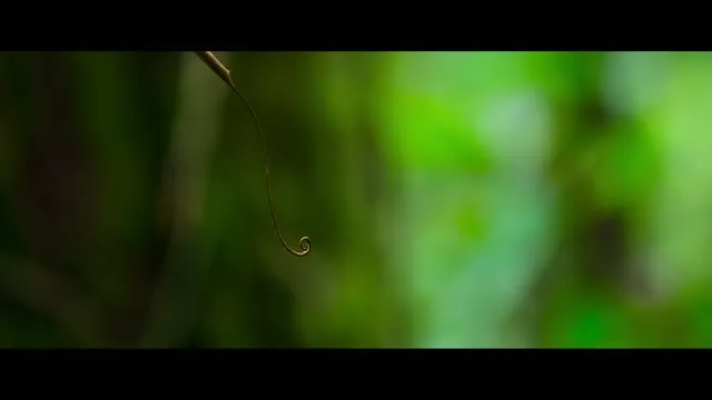 Cuộc sống bí mật của đười ươi 2024 Vietsub HD - TVHay Cuộc sống bí mật của đười ươi 2024 Vietsub HD - TVHay
