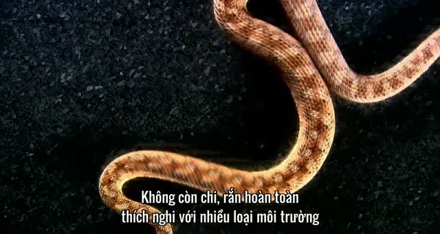 Hình ảnh trong phim Nét Đẹp Của Loài Rắn trên TVHay Hình ảnh trong phim Nét Đẹp Của Loài Rắn trên TVHay