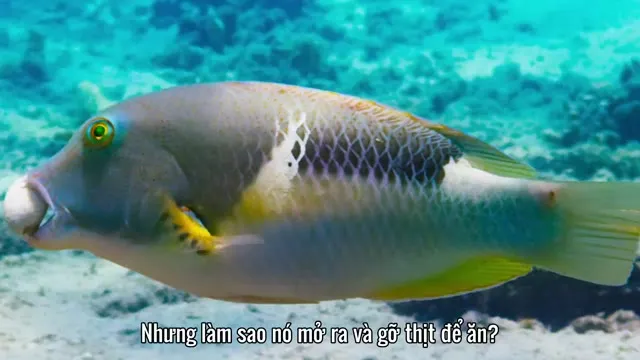 Xem Hành Tinh Xanh II tập 7 Vietsub tại TVHay Xem Hành Tinh Xanh II tập 7 Vietsub tại TVHay