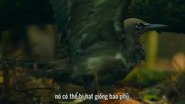 Hành Tinh Trái Đất 2 tập 3 Vietsub HD - TVHay Hành Tinh Trái Đất 2 tập 3 Vietsub HD - TVHay