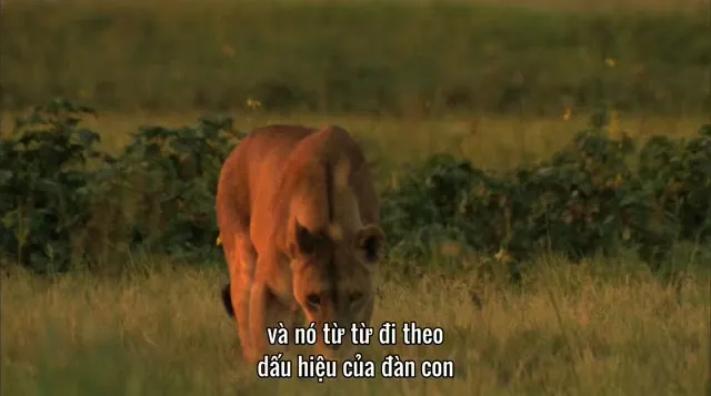 Bầy Sư Tử Cuối Cùng 2011 Vietsub HD - TVHay Bầy Sư Tử Cuối Cùng 2011 Vietsub HD - TVHay