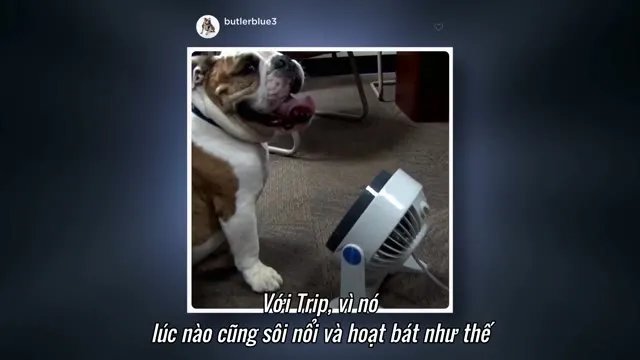 Xem phim Những Chú Chó (Phần 2) Vietsub HD tại TVHay Xem phim Những Chú Chó (Phần 2) Vietsub HD tại TVHay