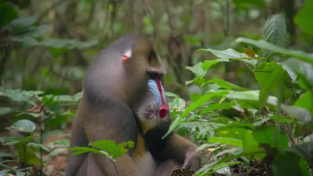 Xem David Attenborough: Sự Sống Đầy Màu Sắc tập 2 Vietsub tại TVHay Xem David Attenborough: Sự Sống Đầy Màu Sắc tập 2 Vietsub tại TVHay