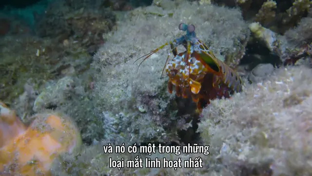 David Attenborough: Sự Sống Đầy Màu Sắc tập 2 Vietsub HD - TVHay David Attenborough: Sự Sống Đầy Màu Sắc tập 2 Vietsub HD - TVHay