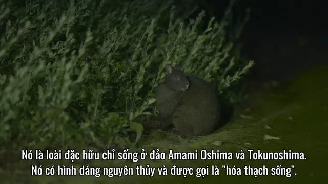 Hình ảnh trong phim Đảo Amami Oshima trên TVHay Hình ảnh trong phim Đảo Amami Oshima trên TVHay