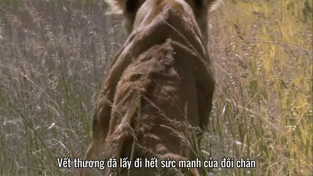 Hình ảnh trong phim African Cats trên TVHay Hình ảnh trong phim African Cats trên TVHay