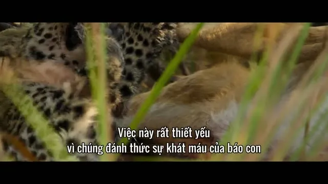 Xem phim Sống Cùng Báo Hoa Vietsub HD tại TVHay Xem phim Sống Cùng Báo Hoa Vietsub HD tại TVHay