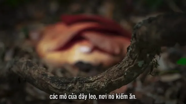 Hình ảnh Hành Tinh Xanh tập 2 trên TVHay Hình ảnh Hành Tinh Xanh tập 2 trên TVHay