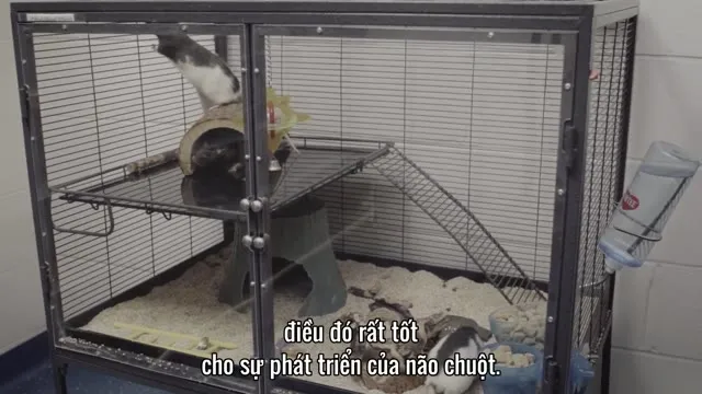 Hình ảnh trong phim Cuộc Sống Bí Mật Của Thú Cưng trên TVHay Hình ảnh trong phim Cuộc Sống Bí Mật Của Thú Cưng trên TVHay