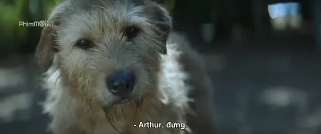 Arthur: Chú Chó Kiên Cường 2024 Vietsub HD - TVHay Arthur: Chú Chó Kiên Cường 2024 Vietsub HD - TVHay