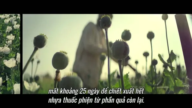 Hình ảnh trong phim Súng Và Hoa Hồng trên TVHay Hình ảnh trong phim Súng Và Hoa Hồng trên TVHay