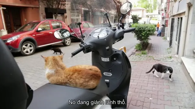 Thế Giới Loài Mèo 2016 Vietsub HD - TVHay Thế Giới Loài Mèo 2016 Vietsub HD - TVHay