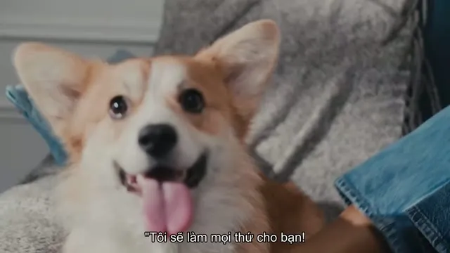 Xem phim Những Chú Mèo Nghĩ Gì Vietsub HD tại TVHay Xem phim Những Chú Mèo Nghĩ Gì Vietsub HD tại TVHay