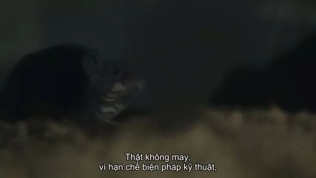 Những Chú Mèo Nghĩ Gì 2022 Vietsub HD - TVHay Những Chú Mèo Nghĩ Gì 2022 Vietsub HD - TVHay