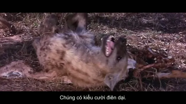 Xem phim Thế Giới Loài Vật Sống Động Vietsub HD tại TVHay Xem phim Thế Giới Loài Vật Sống Động Vietsub HD tại TVHay