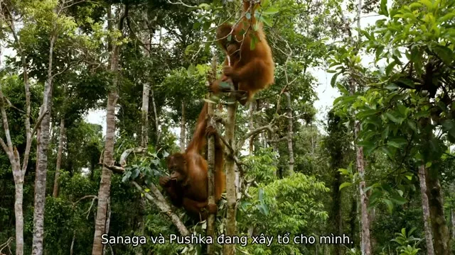 Những Loài Vật Mồ Côi 2011 Vietsub HD - TVHay Những Loài Vật Mồ Côi 2011 Vietsub HD - TVHay