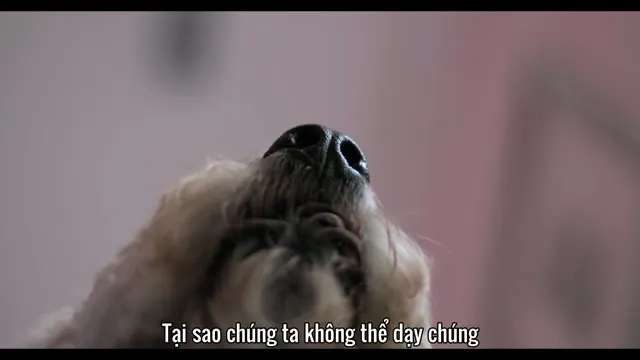 Xem phim Những Chú Chó Vietsub HD tại TVHay Xem phim Những Chú Chó Vietsub HD tại TVHay
