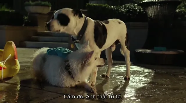 Những Chú Chó Chihuahua 3 2012 Vietsub HD - TVHay Những Chú Chó Chihuahua 3 2012 Vietsub HD - TVHay