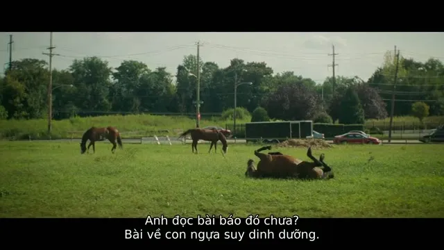 Xem phim Cao Bồi Đô Thị Vietsub HD tại TVHay Xem phim Cao Bồi Đô Thị Vietsub HD tại TVHay