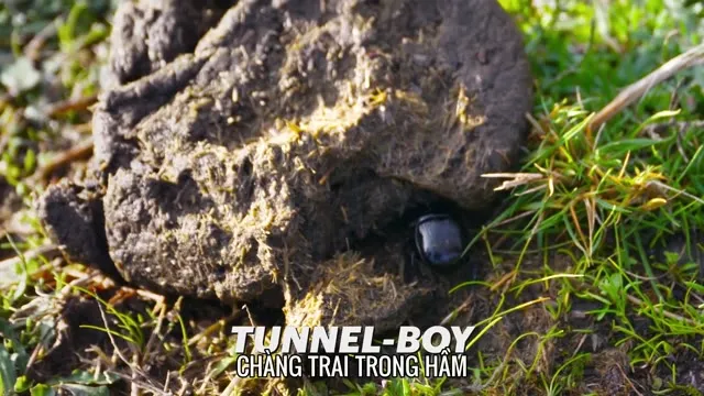 Xem phim Hành Tinh Kỳ Quái Vietsub HD tại TVHay Xem phim Hành Tinh Kỳ Quái Vietsub HD tại TVHay
