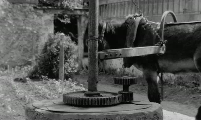 Chú Lừa Balthazar 1966 Vietsub HD - TVHay Chú Lừa Balthazar 1966 Vietsub HD - TVHay
