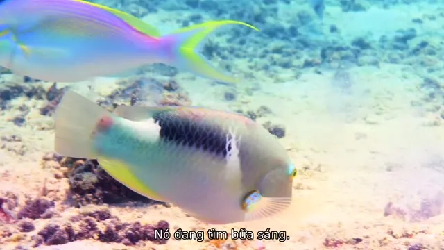 Xem phim Đại Dương: Hành Tinh Xanh Của Chúng Ta Vietsub HD tại TVHay Xem phim Đại Dương: Hành Tinh Xanh Của Chúng Ta Vietsub HD tại TVHay