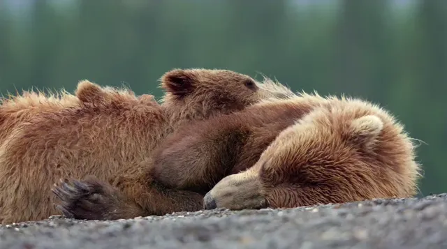 Bears 2014 Vietsub HD - TVHay Bears 2014 Vietsub HD - TVHay