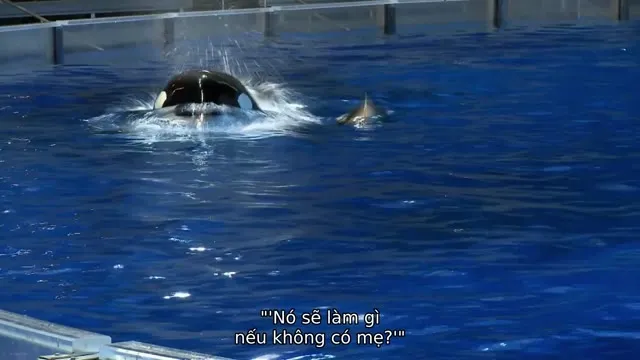 Hình ảnh trong phim Cá Đen trên TVHay Hình ảnh trong phim Cá Đen trên TVHay