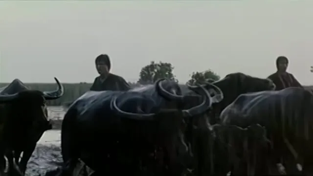 Xem phim Mùa Len Trâu Vietsub HD tại TVHay Xem phim Mùa Len Trâu Vietsub HD tại TVHay