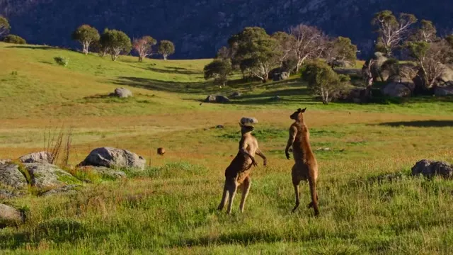 Hình ảnh trong phim Thung Lũng Kangaroo trên TVHay Hình ảnh trong phim Thung Lũng Kangaroo trên TVHay