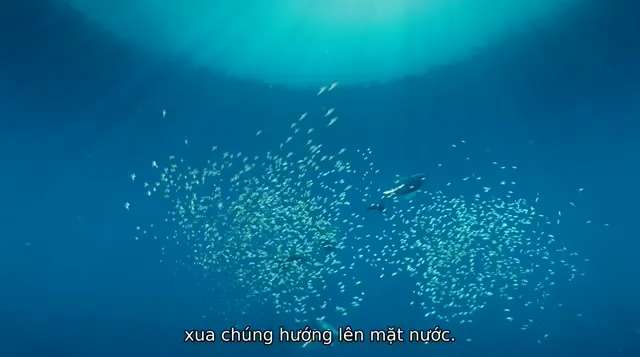 Hình ảnh trong phim Cá Voi Lưng Gù trên TVHay Hình ảnh trong phim Cá Voi Lưng Gù trên TVHay