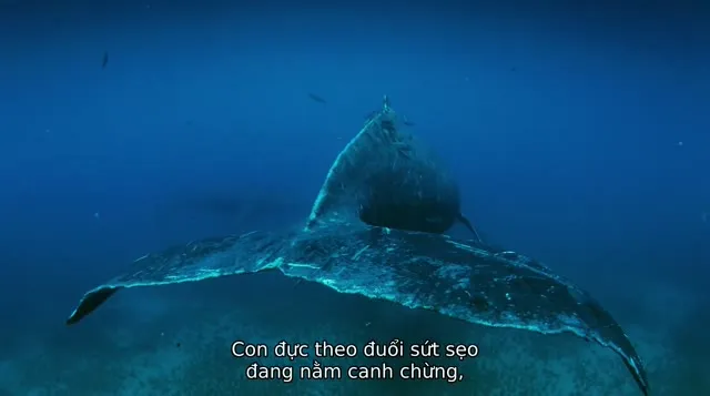 Cá Voi Lưng Gù 2015 Vietsub HD - TVHay Cá Voi Lưng Gù 2015 Vietsub HD - TVHay