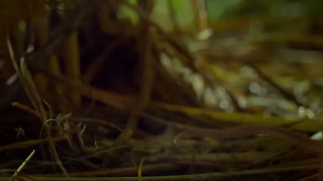 Trái Đất: Một Ngày Tuyệt Vời 2017 Vietsub HD - TVHay Trái Đất: Một Ngày Tuyệt Vời 2017 Vietsub HD - TVHay