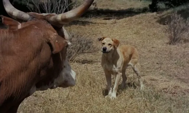 Hình ảnh trong phim Old Yeller trên TVHay Hình ảnh trong phim Old Yeller trên TVHay